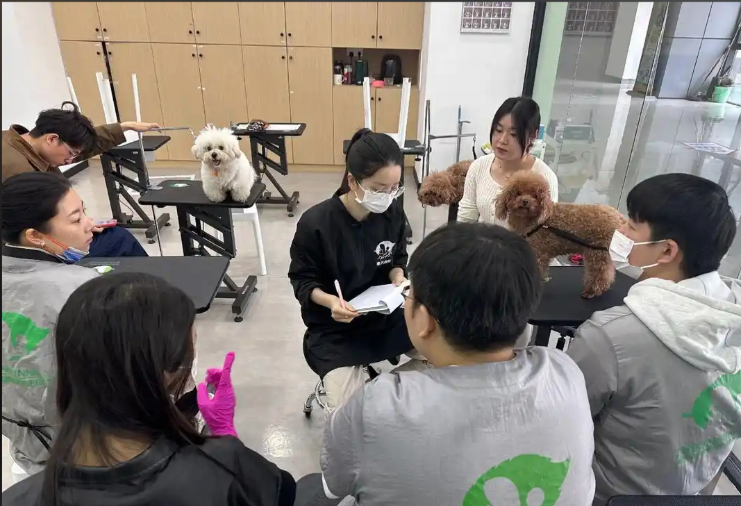 临汾市宠物美容冠军导师宠物美容培训学校 - 厂家